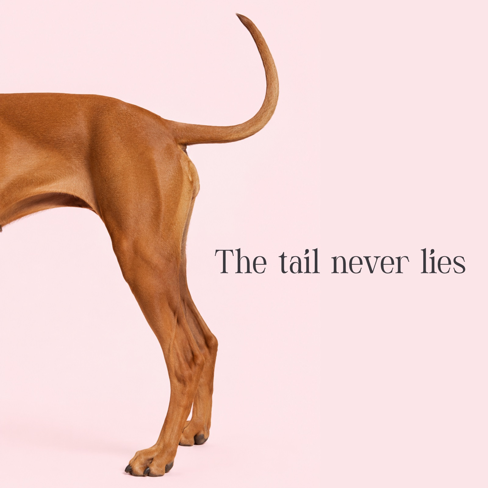 Campaign image of a dog's tail against a soft pink backdrop with the line "The tail never lies".